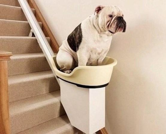 cute dog on stair elevator
