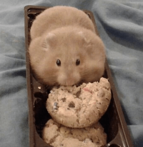 cute mouse eating cookies