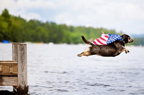 cute patriotic dog