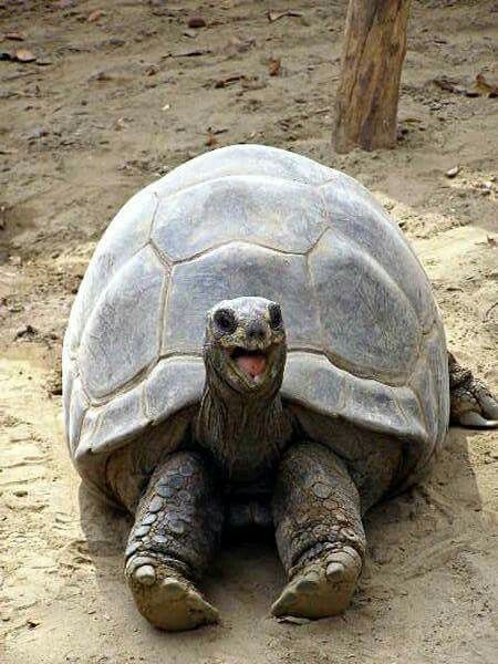 cute tortoise