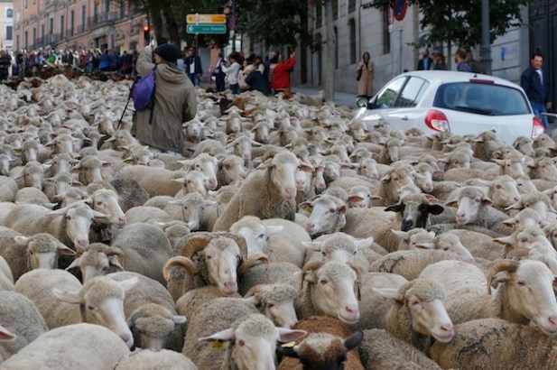 sheep on street-1