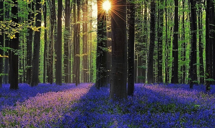 the blue forest
