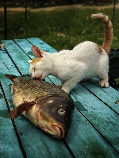 cat with big fish