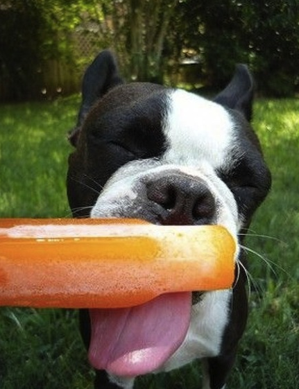 cute dog eating popsicle