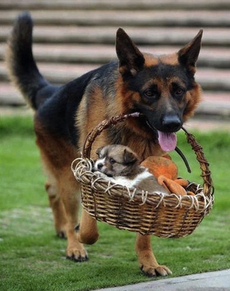 dog carry puppy in basket