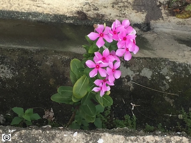 flowers bloom thru crack