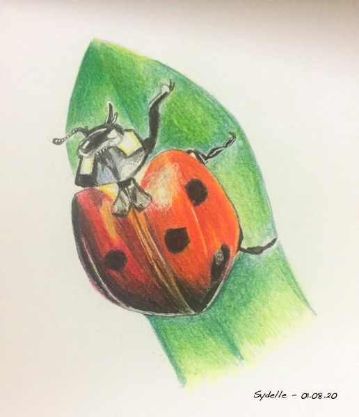 lady bug_sydelle