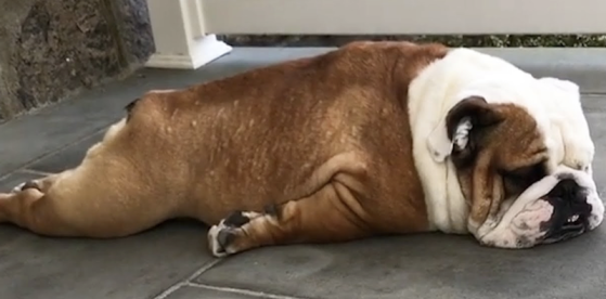 lazy bulldog